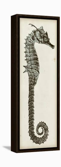 Vintage Seahorse II-null-Framed Stretched Canvas