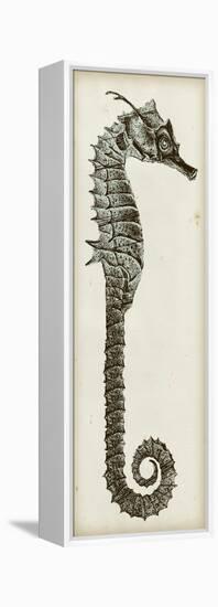 Vintage Seahorse II-null-Framed Stretched Canvas