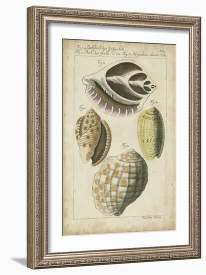 Vintage Shell Study I-Martini-Framed Premium Giclee Print