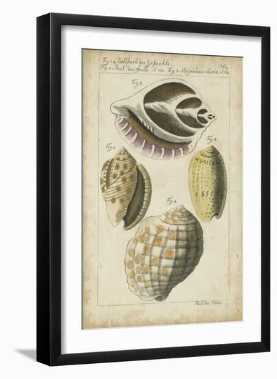 Vintage Shell Study I-Martini-Framed Premium Giclee Print