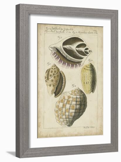 Vintage Shell Study I-Martini-Framed Art Print