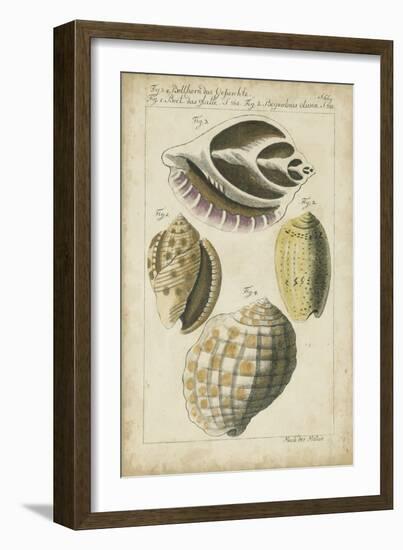 Vintage Shell Study I-Martini-Framed Art Print