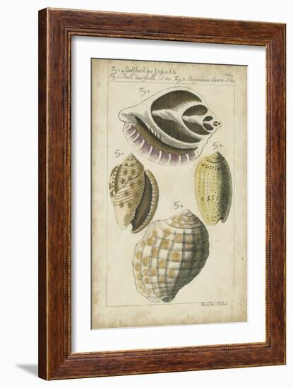 Vintage Shell Study I-Martini-Framed Art Print