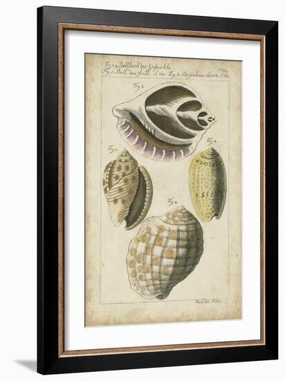 Vintage Shell Study I-Martini-Framed Art Print