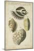 Vintage Shell Study I-Martini-Mounted Art Print