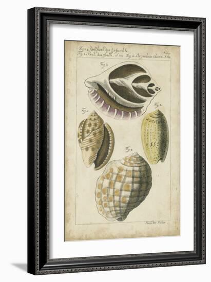 Vintage Shell Study I-Martini-Framed Art Print