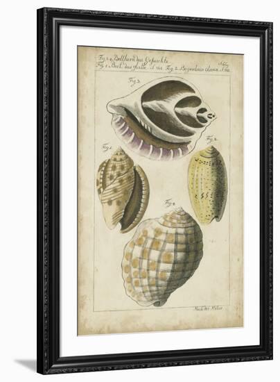 Vintage Shell Study I-Martini-Framed Art Print