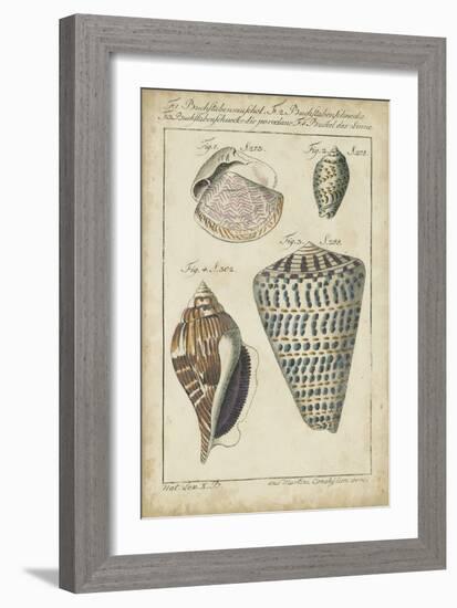 Vintage Shell Study II-Martini-Framed Art Print