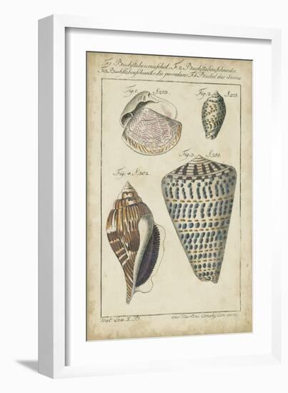 Vintage Shell Study II-Martini-Framed Art Print