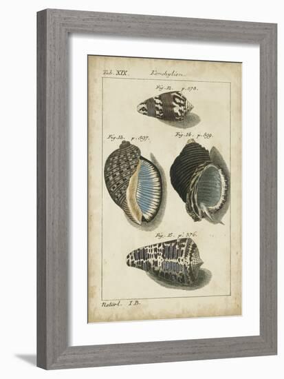 Vintage Shell Study III-Martini-Framed Premium Giclee Print