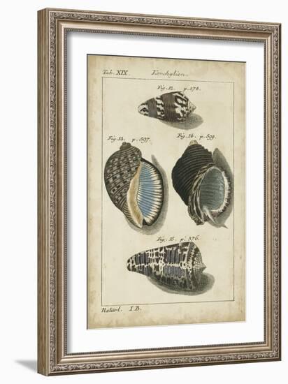 Vintage Shell Study III-Martini-Framed Art Print