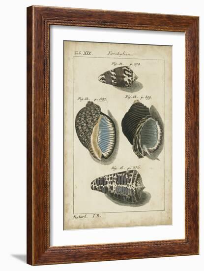 Vintage Shell Study III-Martini-Framed Art Print