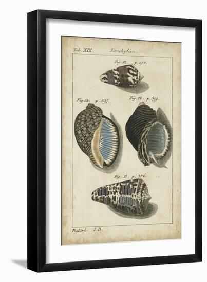 Vintage Shell Study III-Martini-Framed Art Print