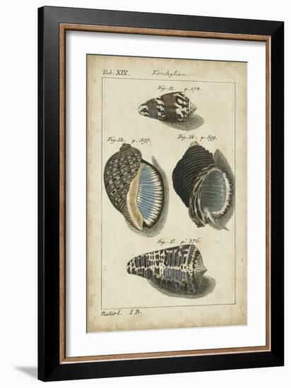 Vintage Shell Study III-Martini-Framed Art Print