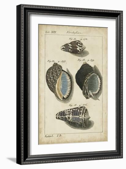 Vintage Shell Study III-Martini-Framed Art Print