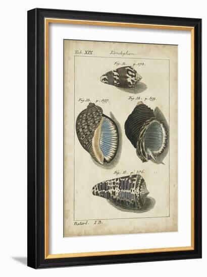 Vintage Shell Study III-Martini-Framed Art Print