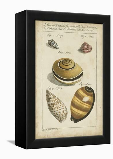 Vintage Shell Study IV-Martini-Framed Stretched Canvas