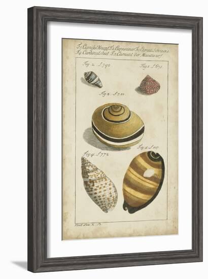 Vintage Shell Study IV-Martini-Framed Art Print