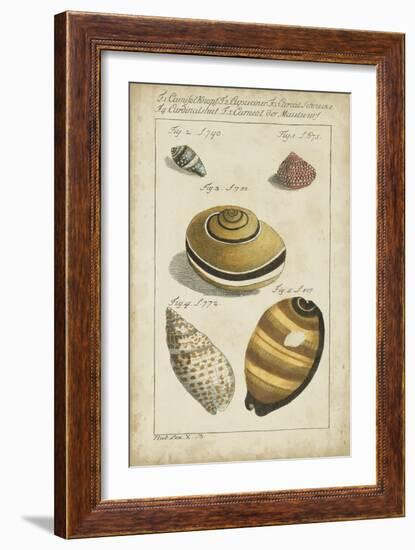 Vintage Shell Study IV-Martini-Framed Art Print