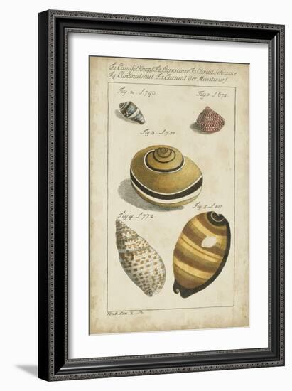 Vintage Shell Study IV-Martini-Framed Art Print