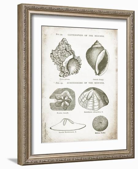 Vintage Shells I-Gwendolyn Babbitt-Framed Art Print