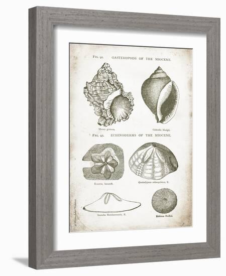 Vintage Shells I-Gwendolyn Babbitt-Framed Art Print