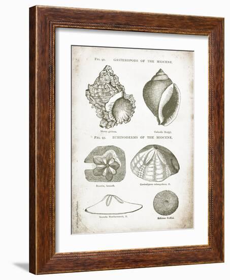 Vintage Shells I-Gwendolyn Babbitt-Framed Art Print