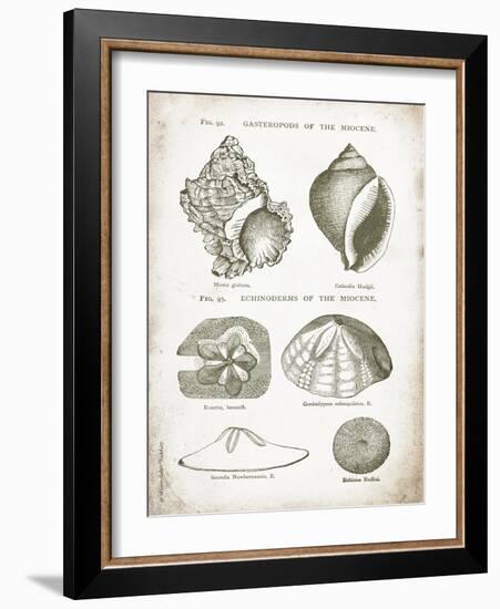 Vintage Shells I-Gwendolyn Babbitt-Framed Art Print