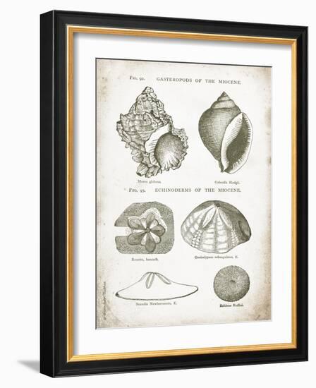 Vintage Shells I-Gwendolyn Babbitt-Framed Art Print