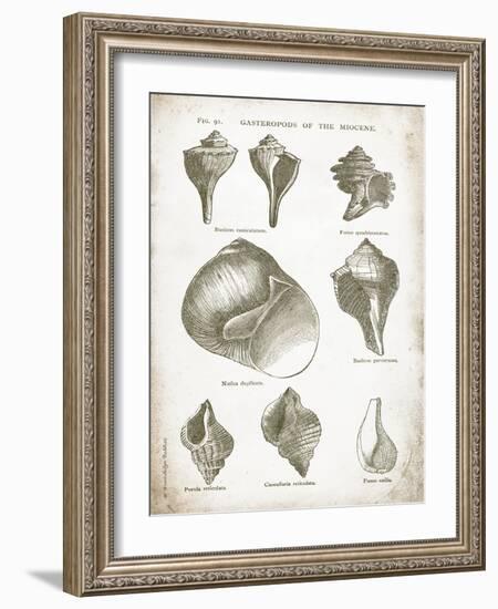 Vintage Shells II-Gwendolyn Babbitt-Framed Art Print