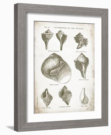 Vintage Shells II-Gwendolyn Babbitt-Framed Art Print