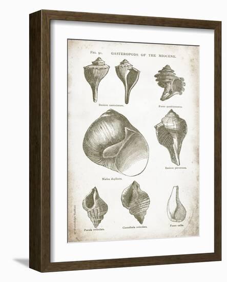 Vintage Shells II-Gwendolyn Babbitt-Framed Art Print