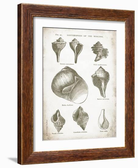 Vintage Shells II-Gwendolyn Babbitt-Framed Art Print