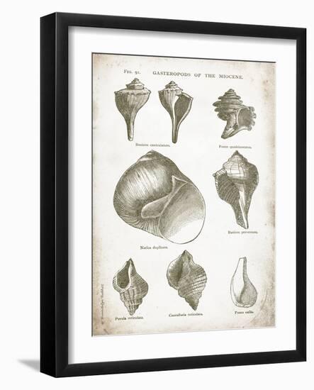 Vintage Shells II-Gwendolyn Babbitt-Framed Art Print