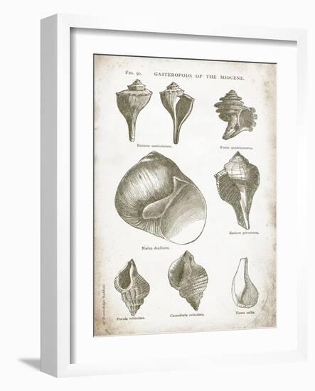 Vintage Shells II-Gwendolyn Babbitt-Framed Art Print