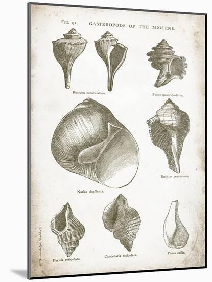 Vintage Shells II-Gwendolyn Babbitt-Mounted Art Print