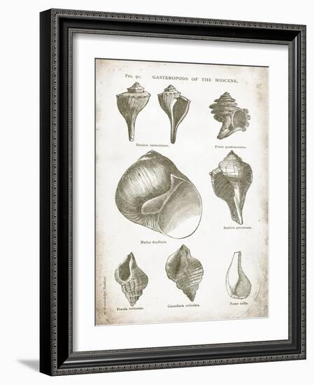 Vintage Shells II-Gwendolyn Babbitt-Framed Art Print
