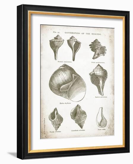 Vintage Shells II-Gwendolyn Babbitt-Framed Art Print