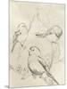Vintage Songbird Sketch II-June Erica Vess-Mounted Art Print