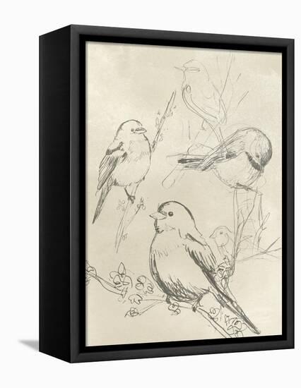 Vintage Songbird Sketch II-June Erica Vess-Framed Stretched Canvas