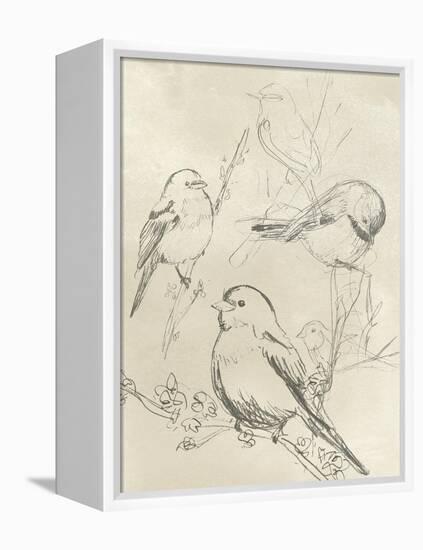 Vintage Songbird Sketch II-June Erica Vess-Framed Stretched Canvas