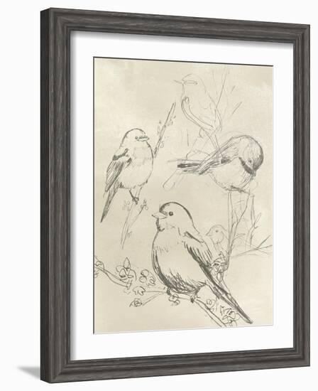 Vintage Songbird Sketch II-June Erica Vess-Framed Art Print