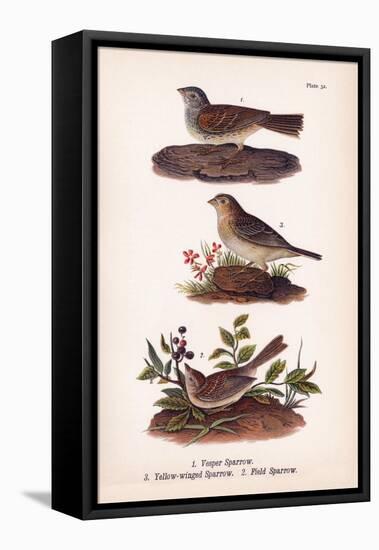 Vintage Sparrows, Plate 32-Piddix-Framed Stretched Canvas