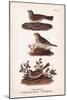 Vintage Sparrows, Plate 32-Piddix-Mounted Art Print