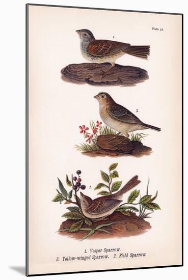 Vintage Sparrows, Plate 32-Piddix-Mounted Art Print