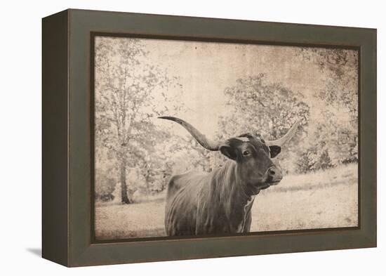 Vintage Style Farm Image with Longhorn Cow, Sepia Tone and Rural Country Outdoors-cctm-Framed Premier Image Canvas