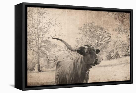 Vintage Style Farm Image with Longhorn Cow, Sepia Tone and Rural Country Outdoors-cctm-Framed Premier Image Canvas