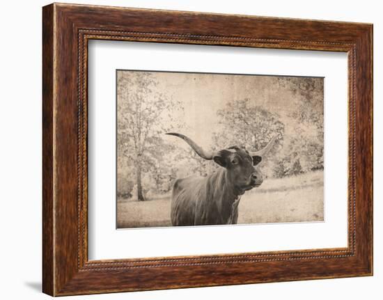 Vintage Style Farm Image with Longhorn Cow, Sepia Tone and Rural Country Outdoors-cctm-Framed Photographic Print