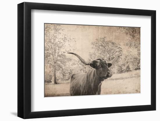 Vintage Style Farm Image with Longhorn Cow, Sepia Tone and Rural Country Outdoors-cctm-Framed Photographic Print