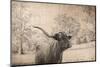 Vintage Style Farm Image with Longhorn Cow, Sepia Tone and Rural Country Outdoors-cctm-Mounted Photographic Print